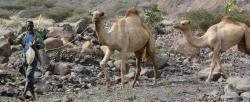 Camel herder in Djibouti